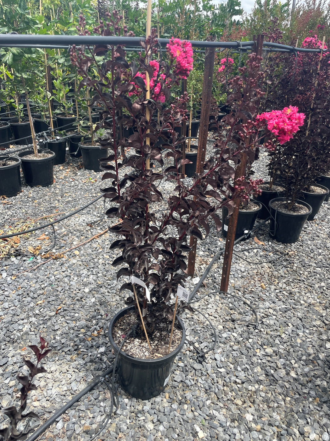 Lagerstroemia &