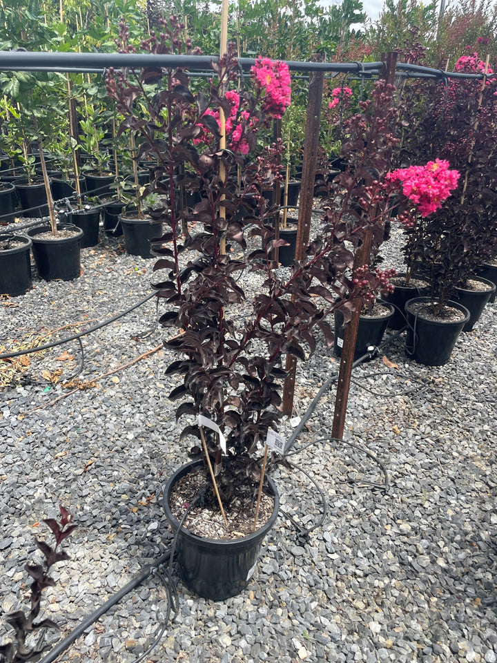 Lagerstroemia &