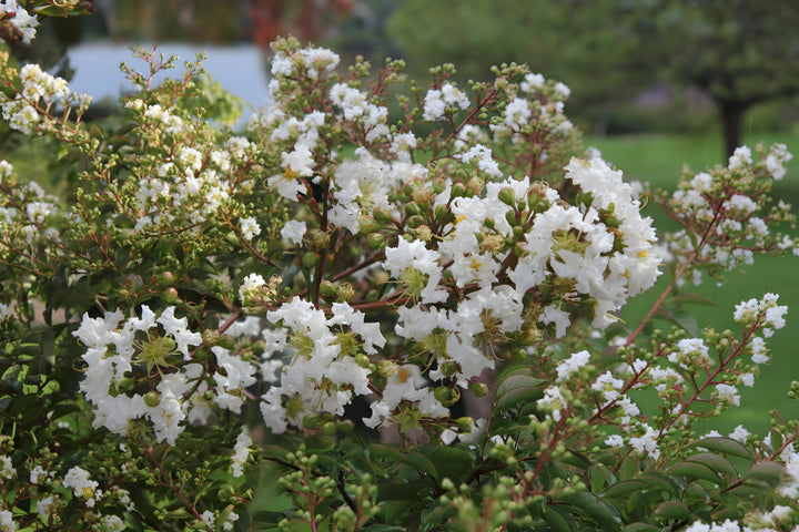 Lagerstroemia Fauriei &