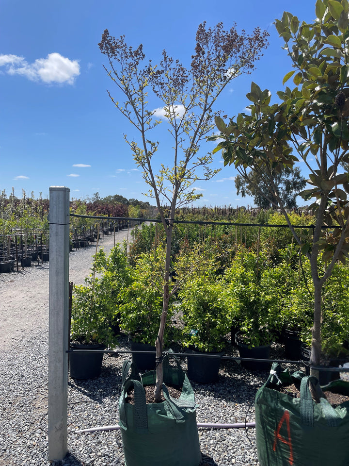 Lagerstroemia Fauriei 'Kiowa'