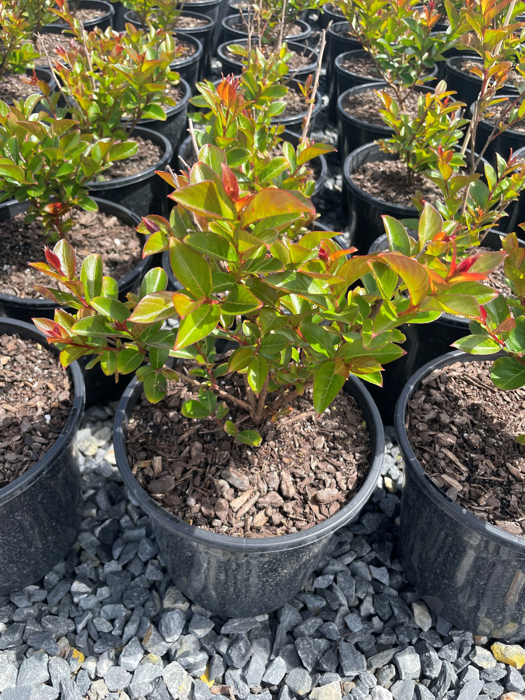 Lagerstroemia Hybrid 'Enduring Summer'