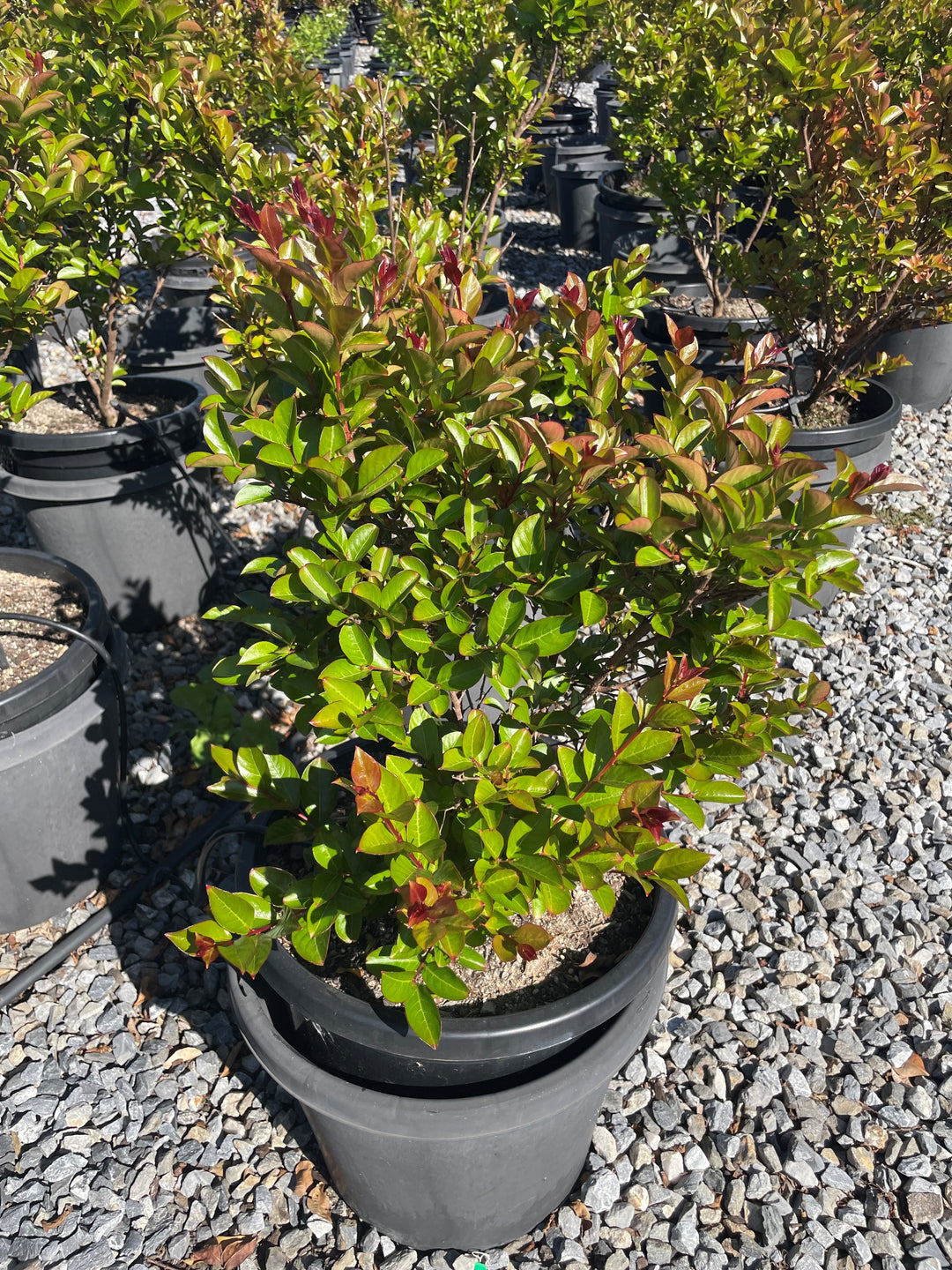 Lagerstroemia Hybrid 'Enduring Summer'