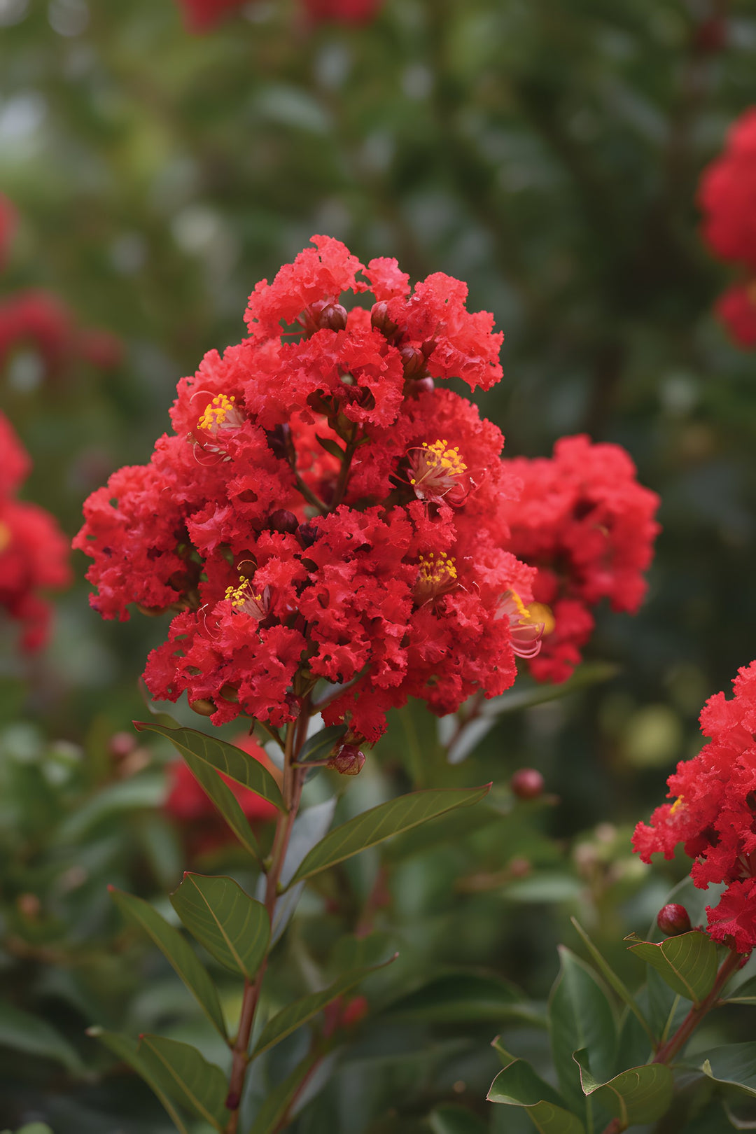 Lagerstroemia Hybrid 'Enduring Summer' 200mm Pot for sale Adelaide Plant Co