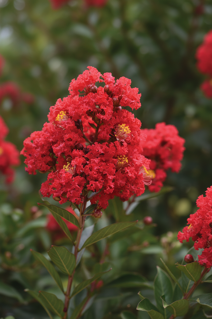 Lagerstroemia Hybrid 'Enduring Summer'