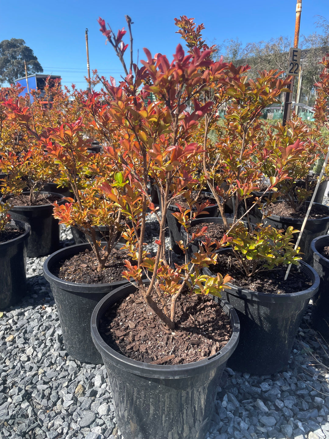 Lagerstroemia Hybrid 'Enduring Summer'