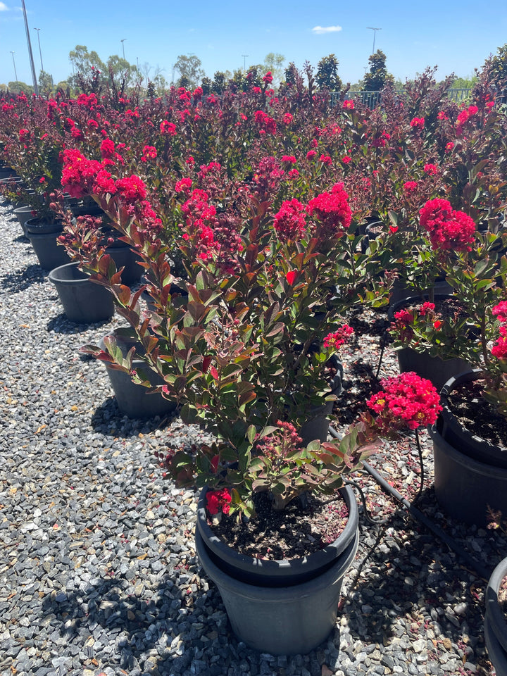 Lagerstroemia Hybrid 'Enduring Summer'
