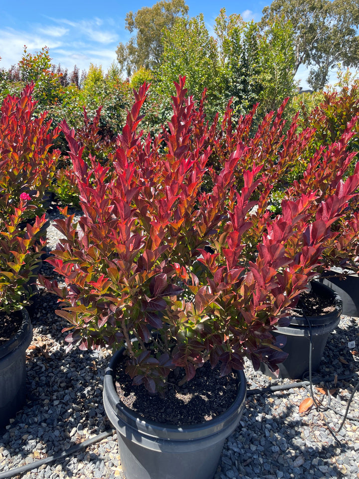 Lagerstroemia Hybrid 'Enduring Summer'