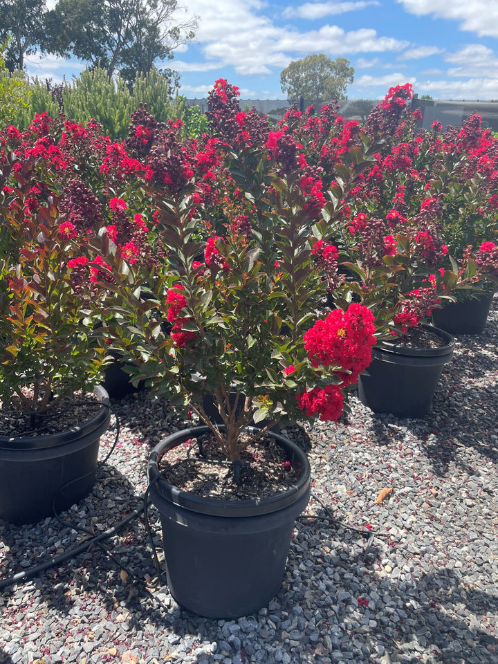 Lagerstroemia Hybrid 'Enduring Summer'