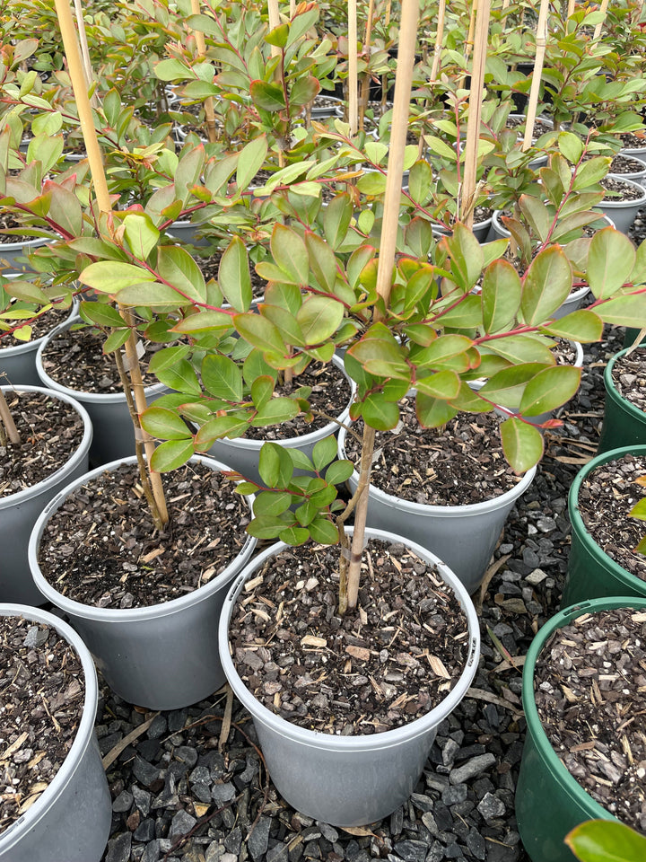 Lagerstroemia Indica 'Acoma'