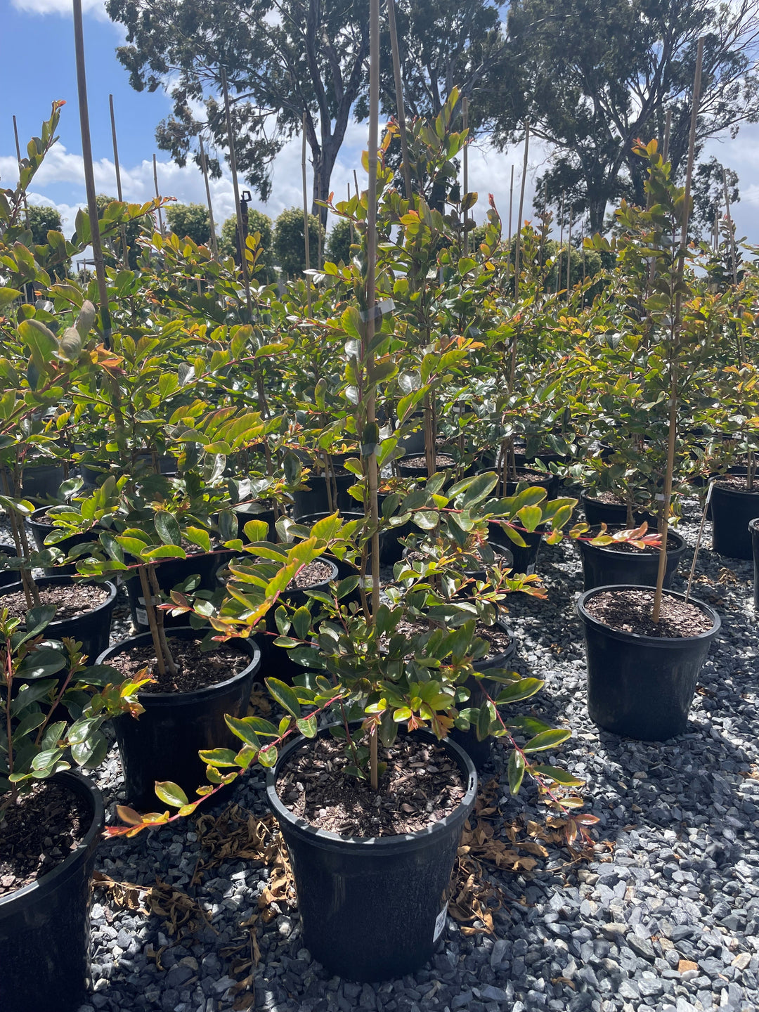 Lagerstroemia Indica 'Acoma'