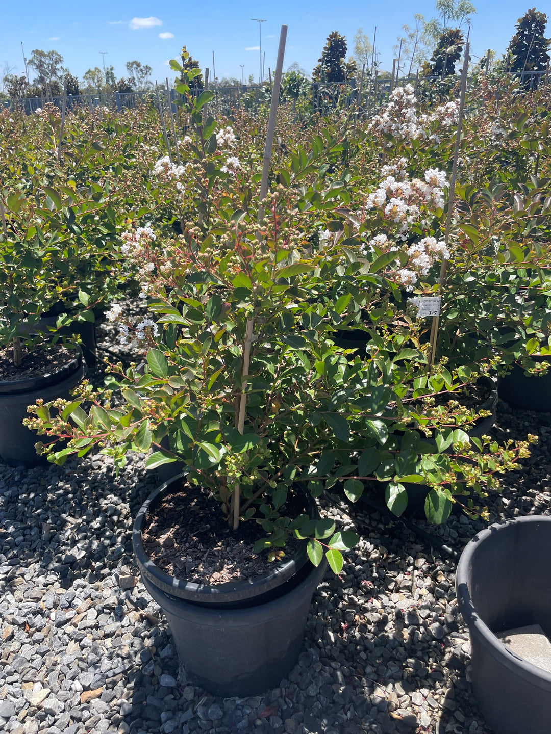 Lagerstroemia Indica 'Acoma'