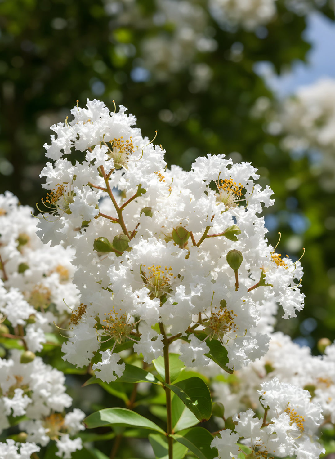 Lagerstroemia Indica 'Acoma' 200mm Pot for sale Adelaide Plant Co