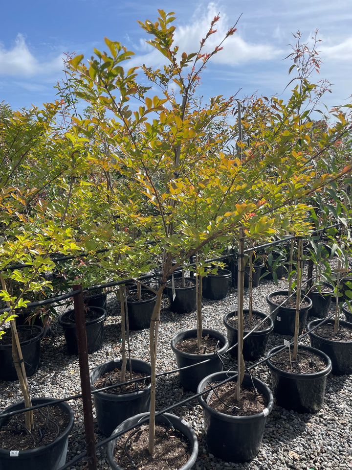 Lagerstroemia Indica 'Acoma'