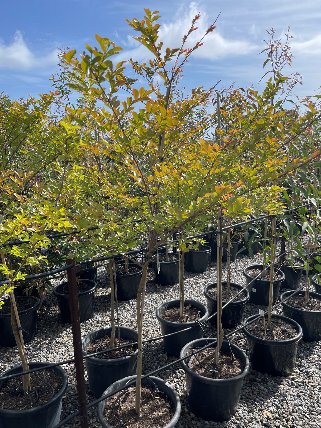 Lagerstroemia Indica 'Acoma'