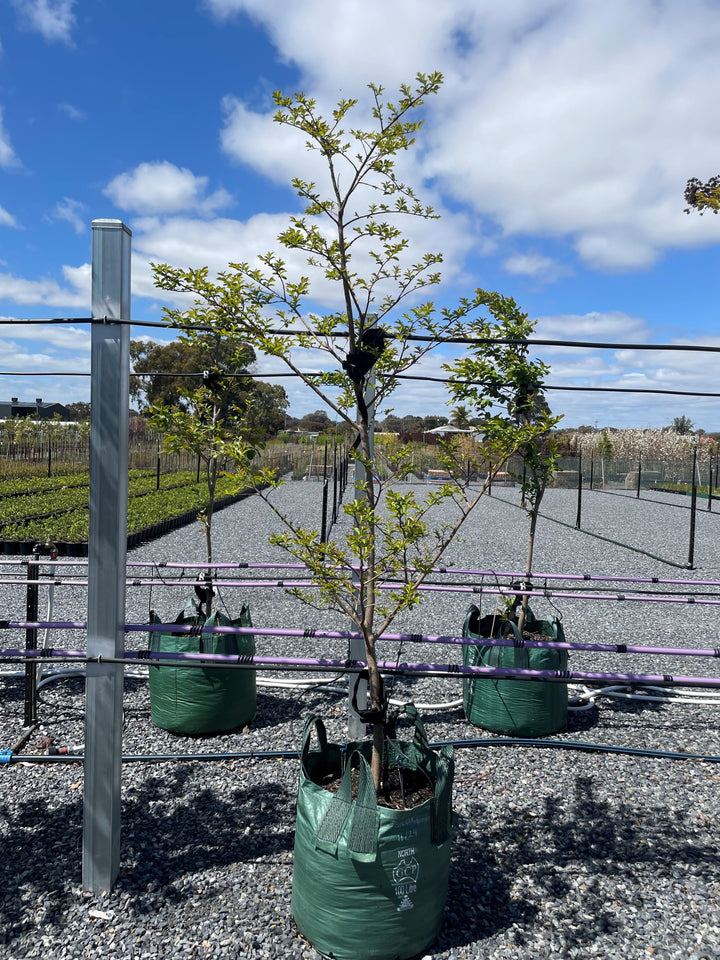 Lagerstroemia Indica 'Biloxi'