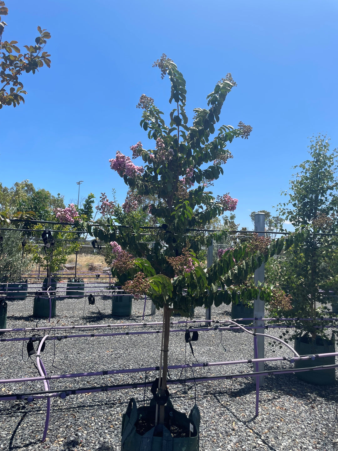 Lagerstroemia Indica &