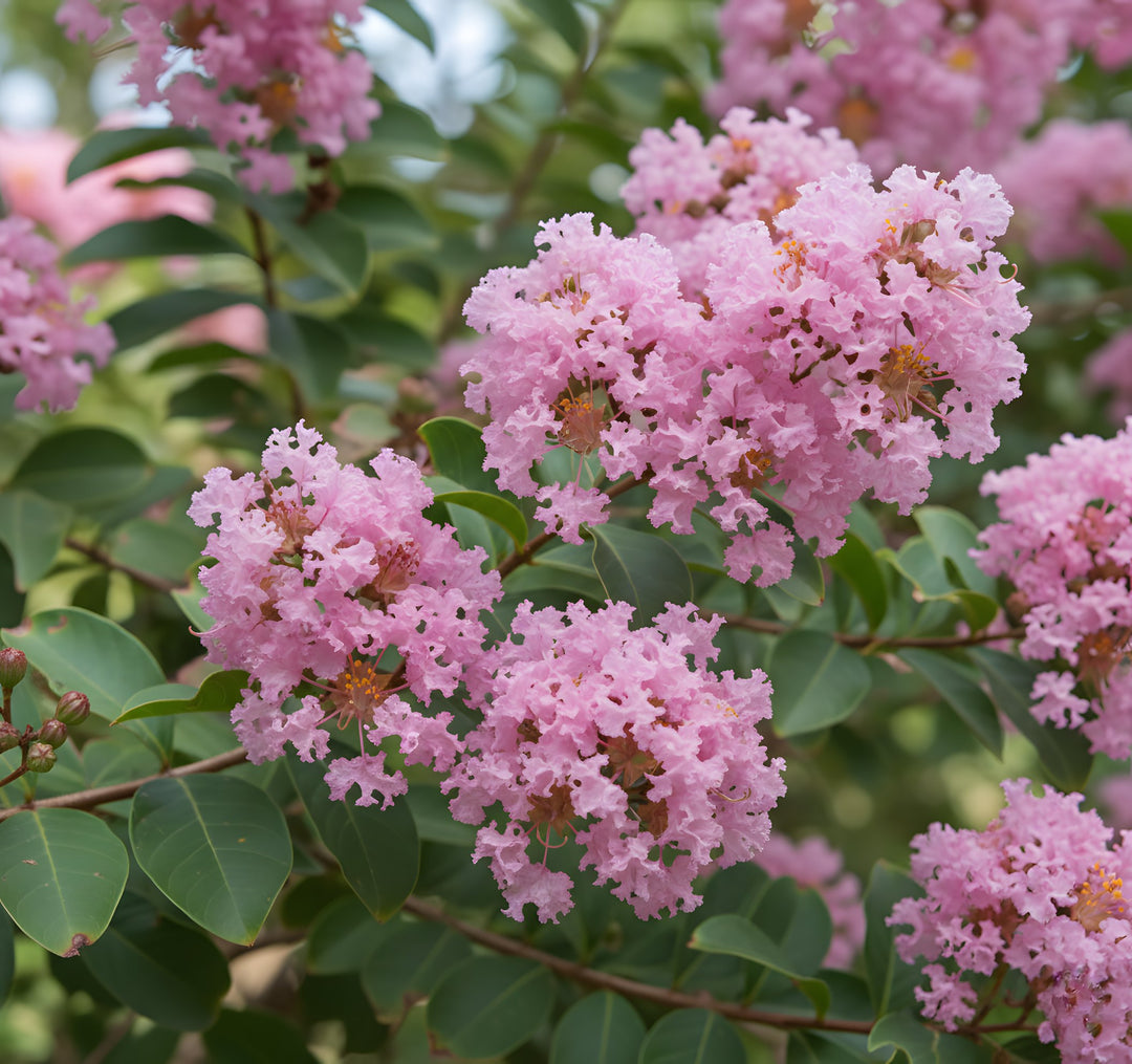 Lagerstroemia Indica 'Biloxi' 200mm Pot for sale Adelaide Plant Co