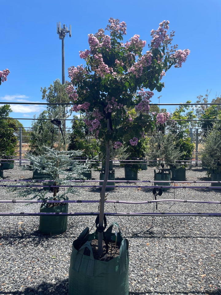 Lagerstroemia Indica &