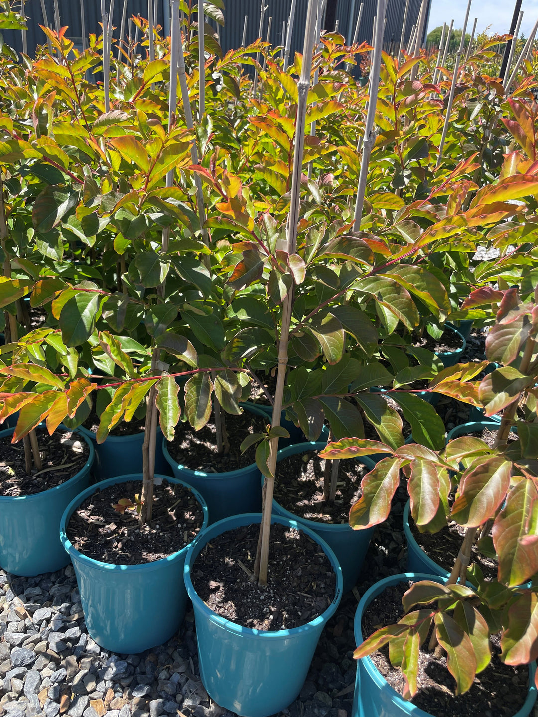 Lagerstroemia Indica 'Biloxi'