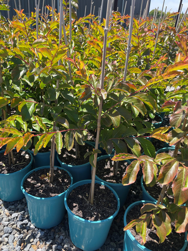 Lagerstroemia Indica 'Biloxi'