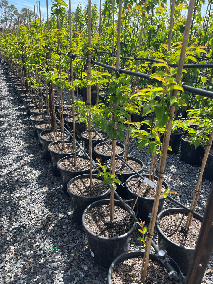 Lagerstroemia Indica &