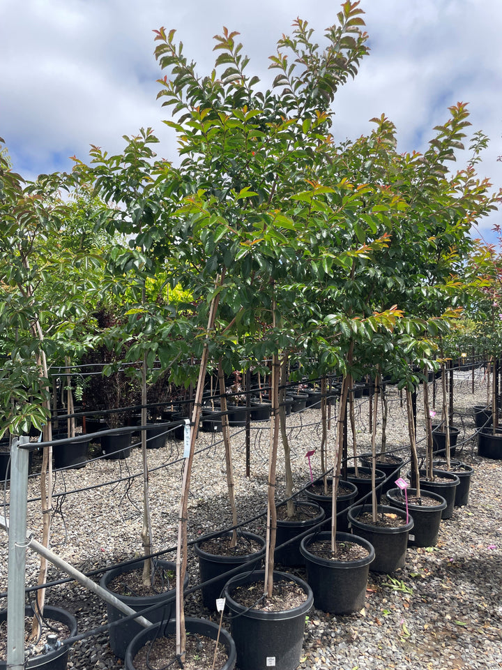 Lagerstroemia Indica 'Biloxi'