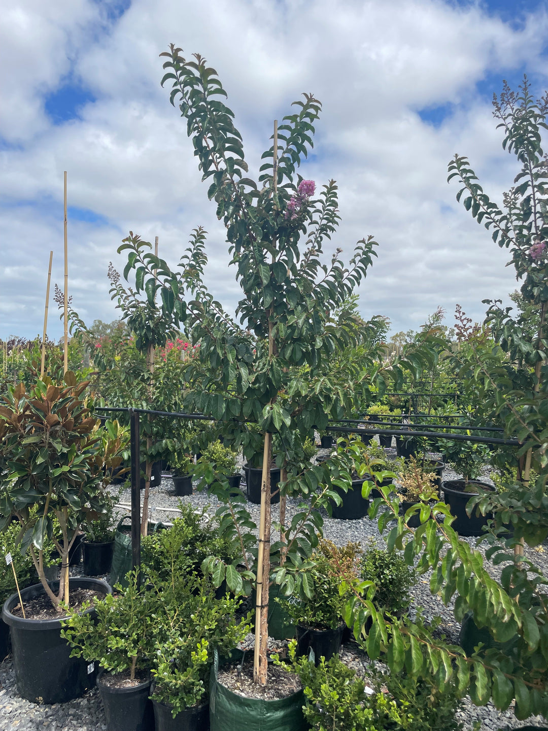 Lagerstroemia Indica &