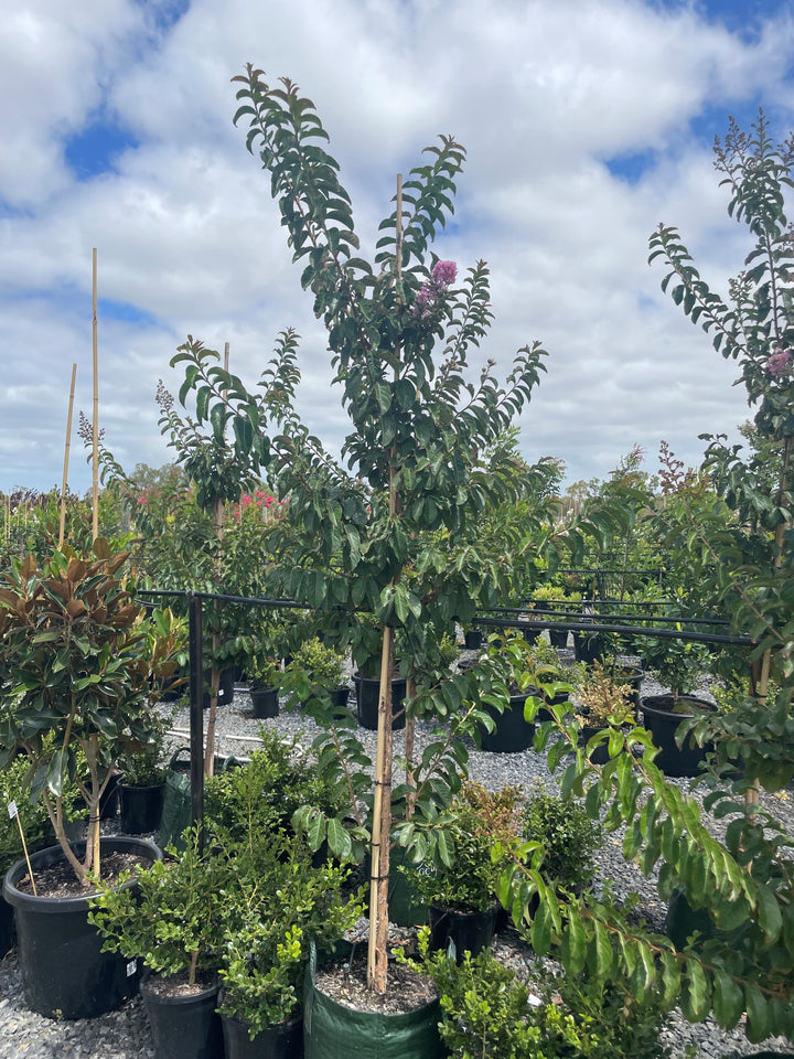 Lagerstroemia Indica &
