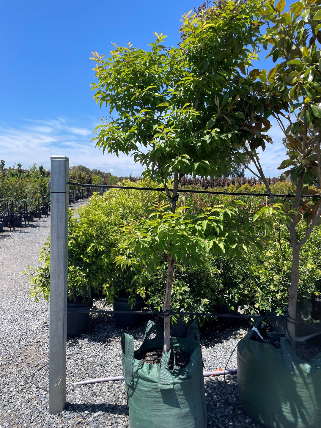 Lagerstroemia Indica 'Kiowa'
