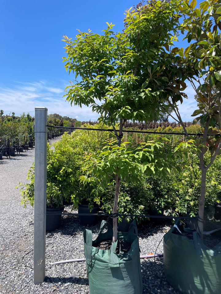 Lagerstroemia Indica 'Kiowa'