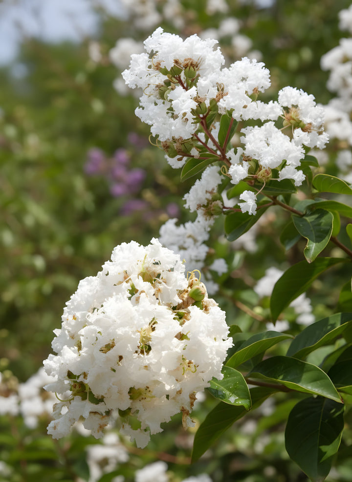 Lagerstroemia Indica &