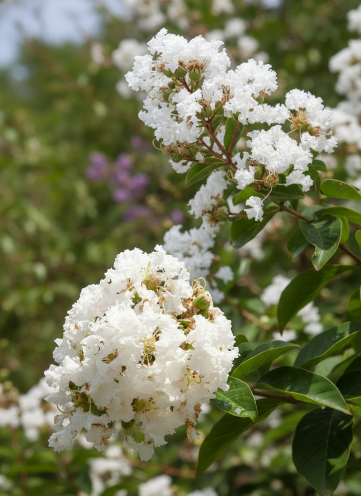 Lagerstroemia Indica 'Kiowa'