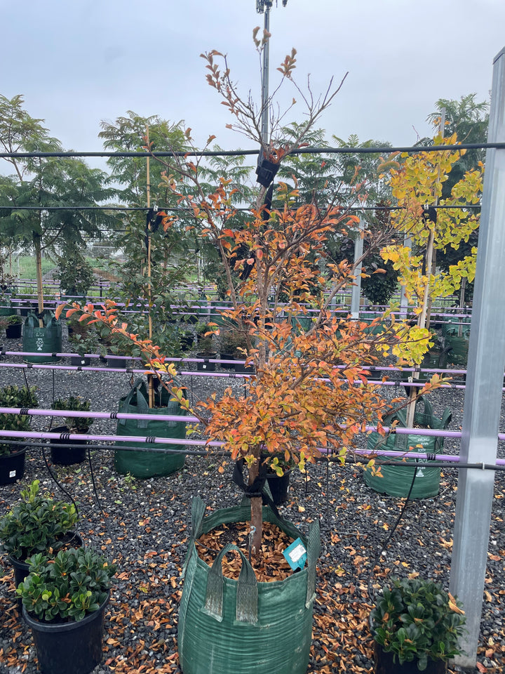 Lagerstroemia Indica &