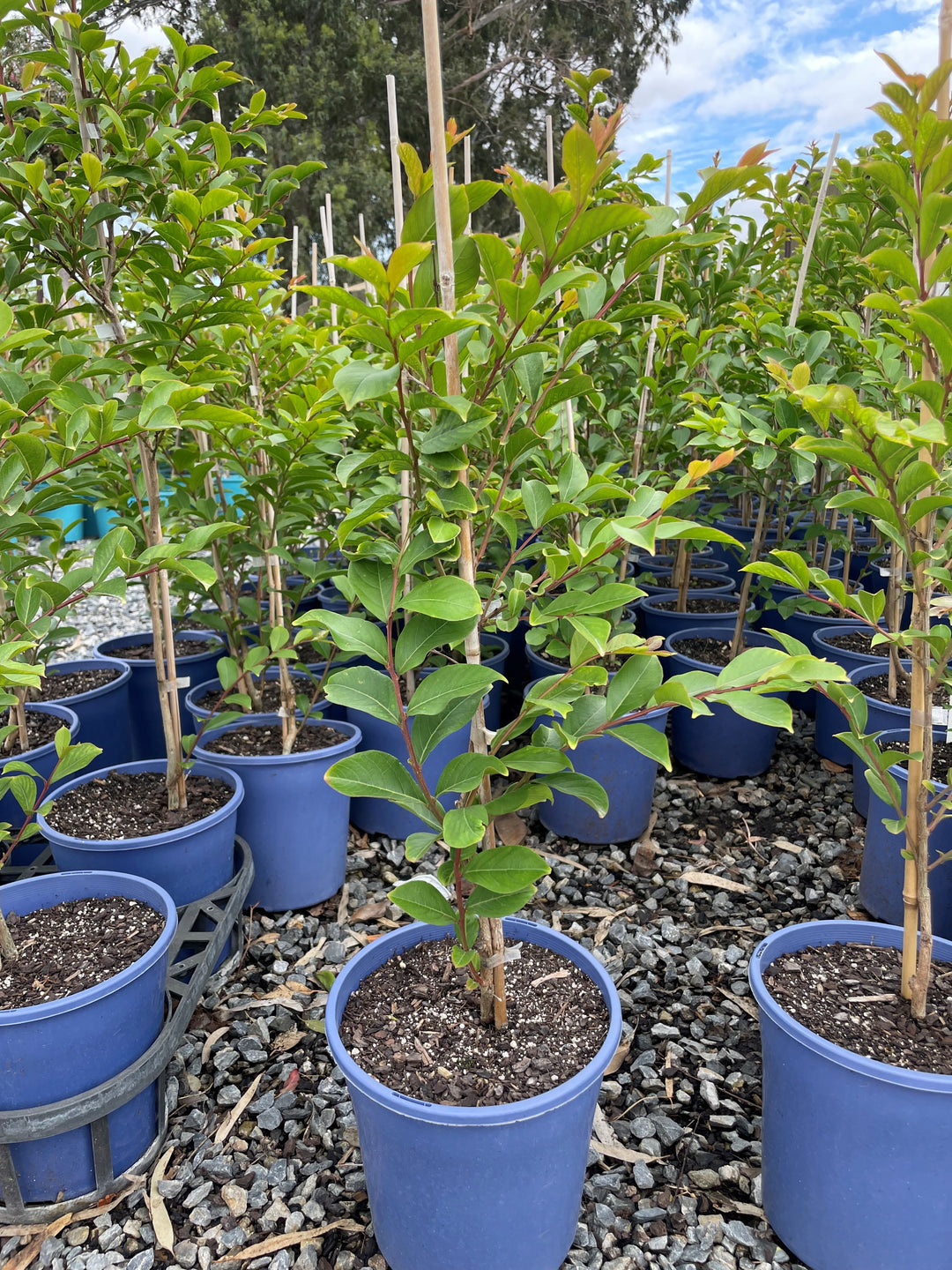 Lagerstroemia Indica 'Lipan'