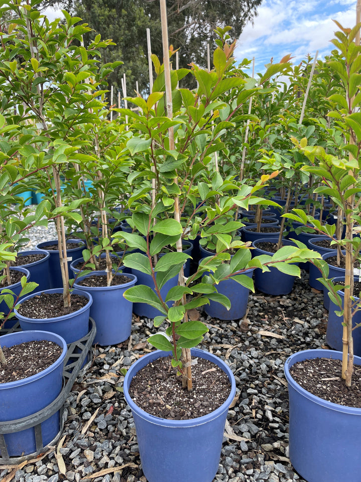 Lagerstroemia Indica 'Lipan'