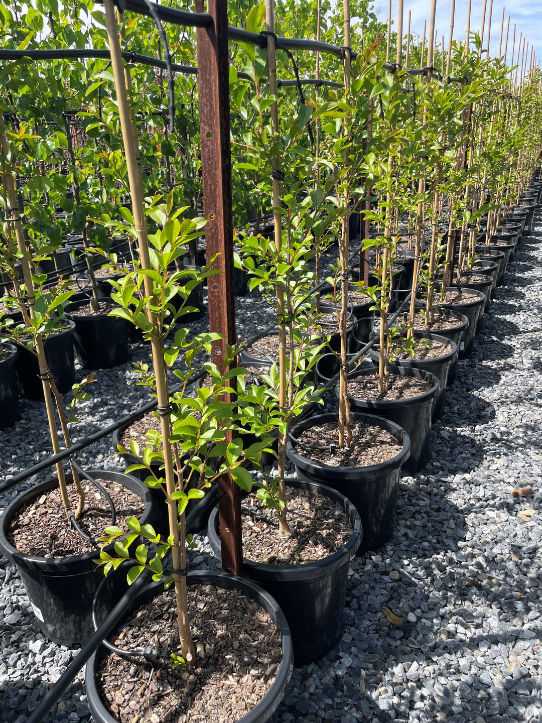 Lagerstroemia Indica 'Lipan'