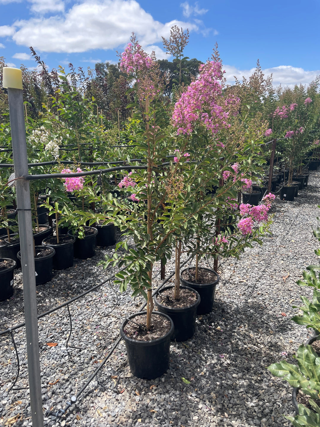 Lagerstroemia Indica &
