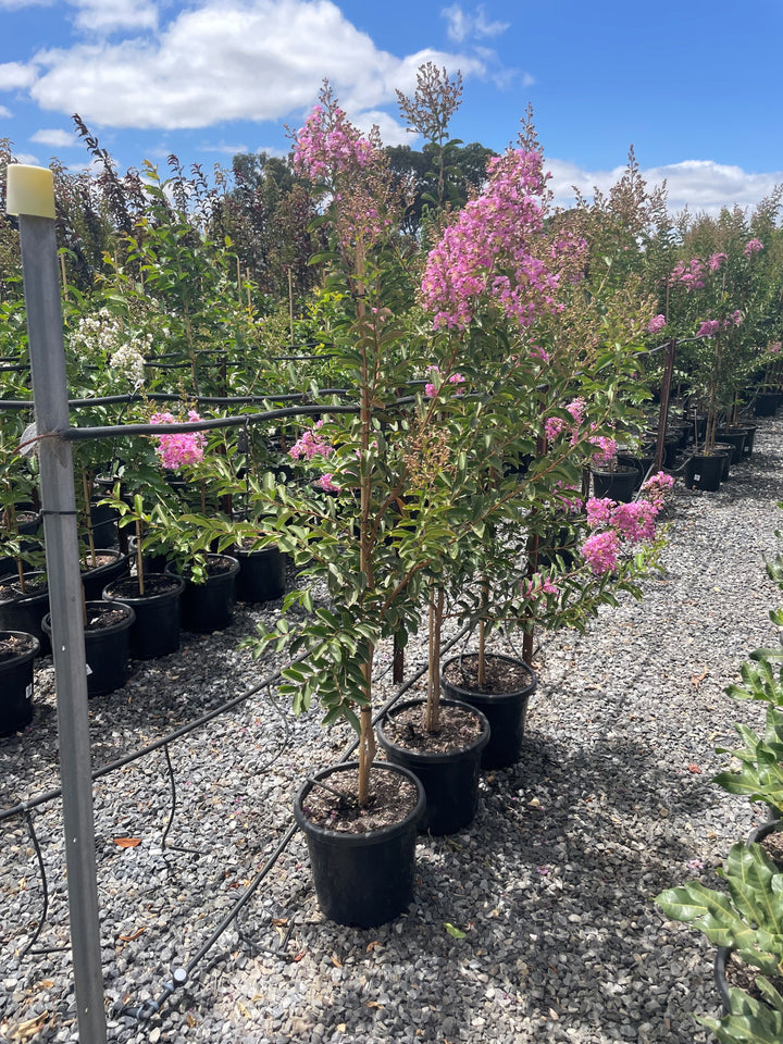 Lagerstroemia Indica &