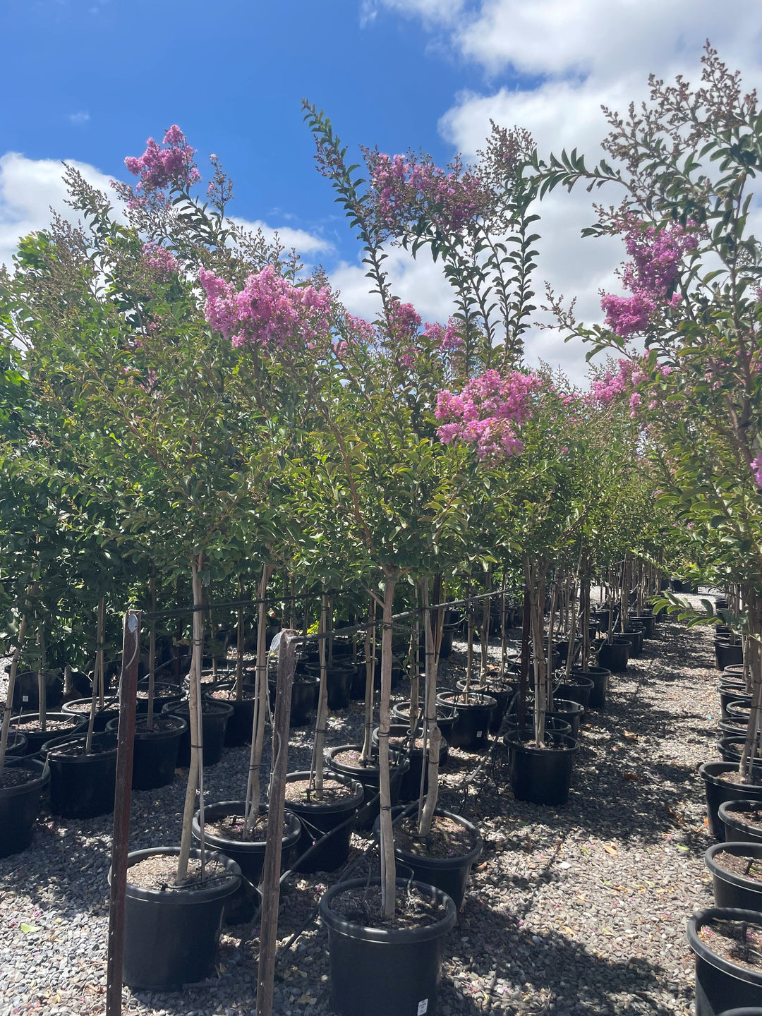 Lagerstroemia Indica &