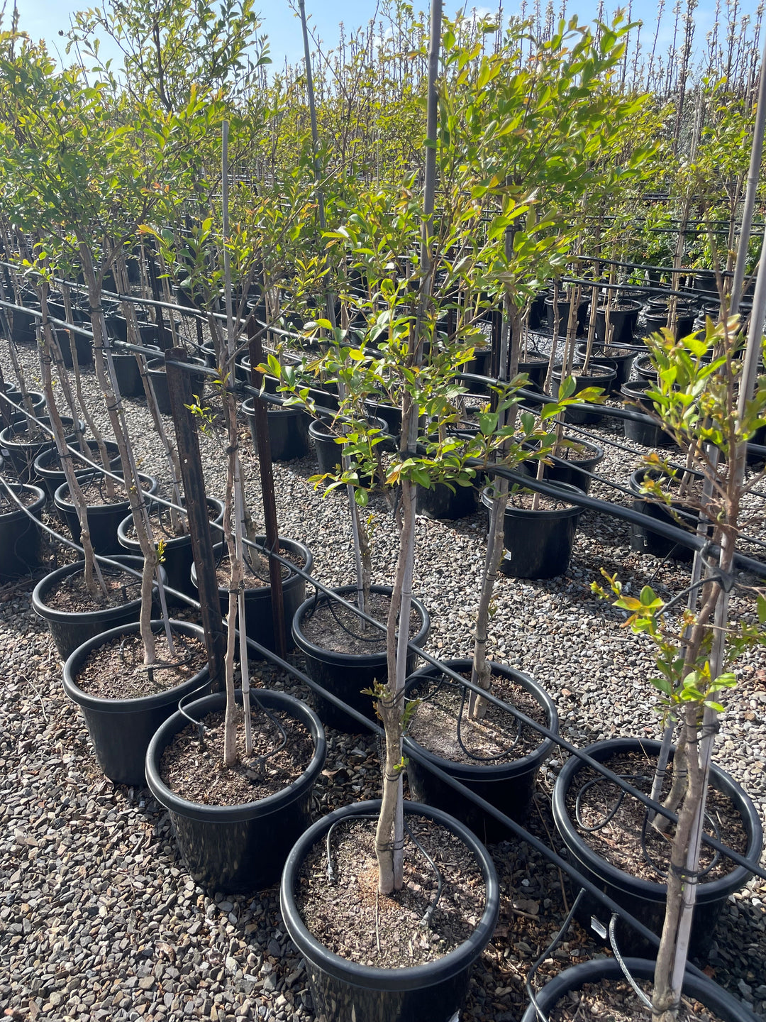 Lagerstroemia Indica 'Lipan'