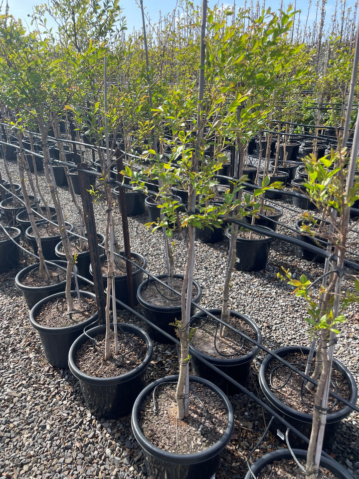Lagerstroemia Indica 'Lipan'