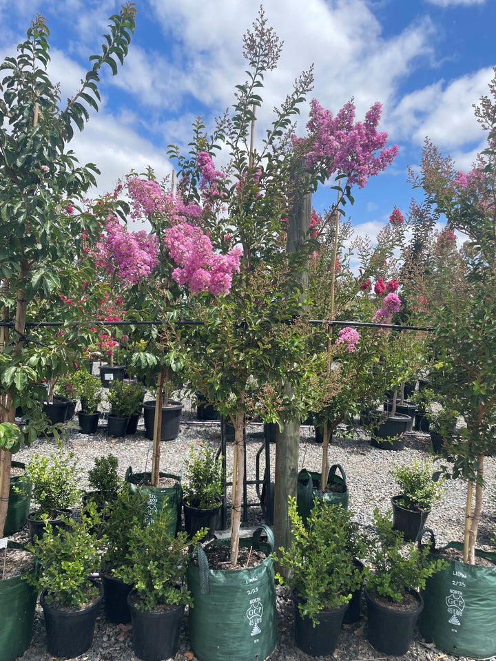 Lagerstroemia Indica &