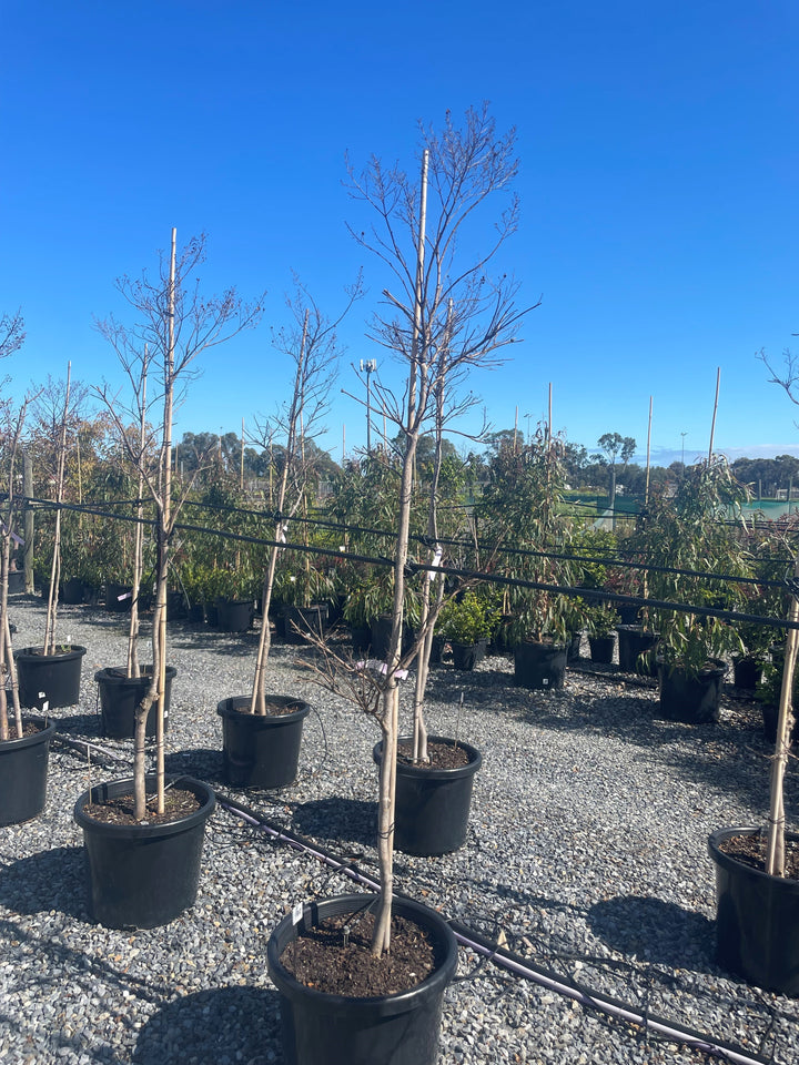 Lagerstroemia Indica &