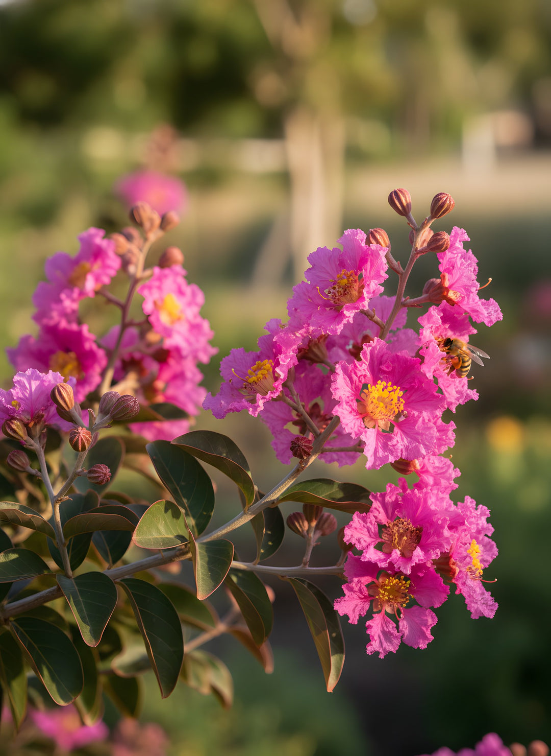 Lagerstroemia Indica 'Little Audrey' 200mm Pot for sale Adelaide Plant Co