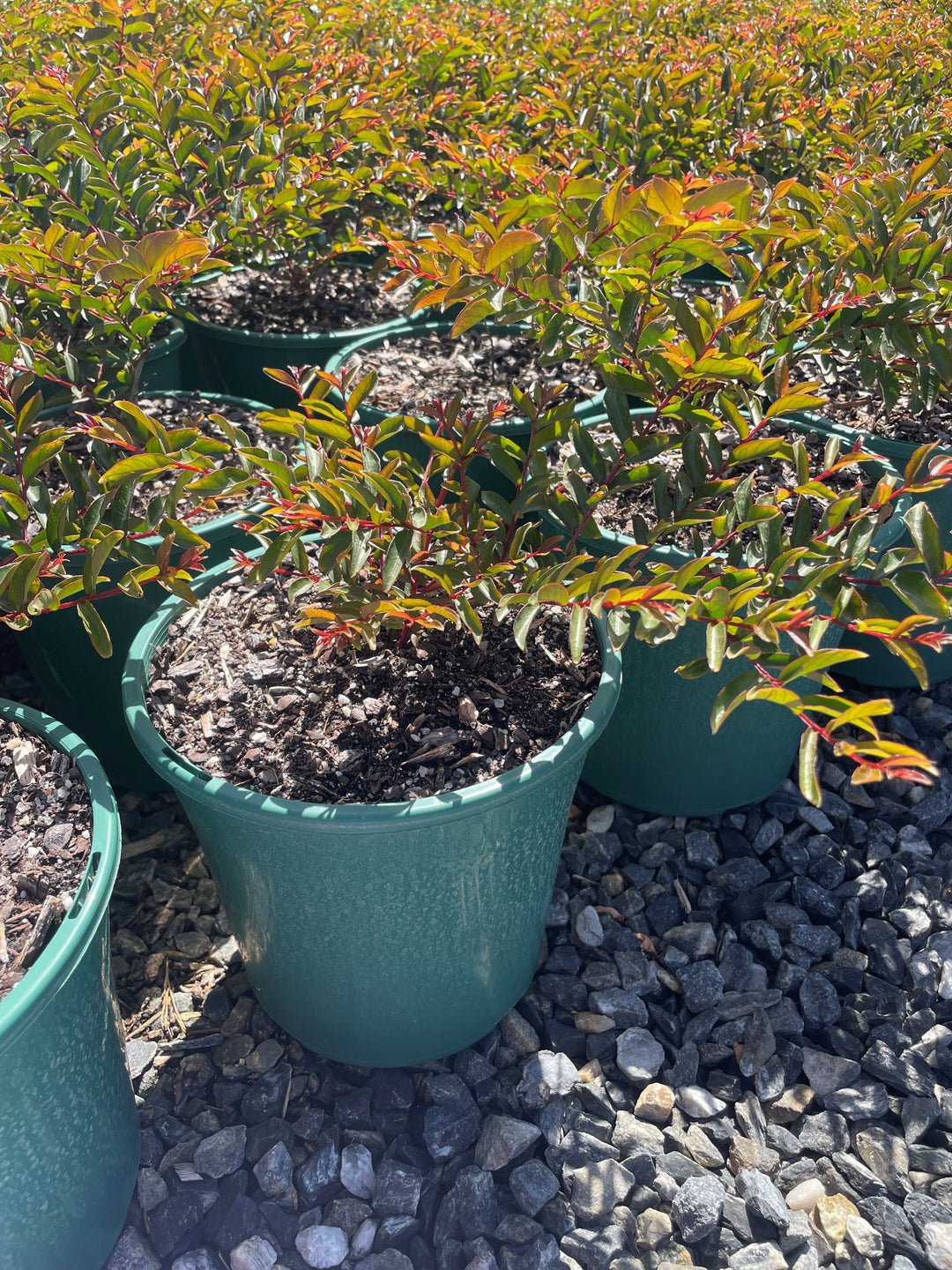 Lagerstroemia Indica &
