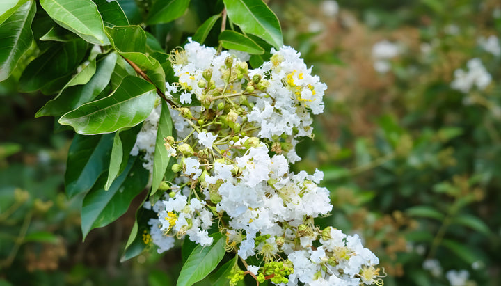 Lagerstroemia Indica &