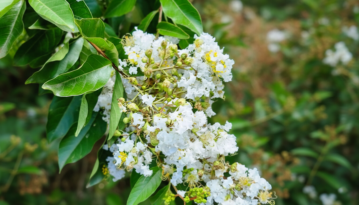 Lagerstroemia Indica 'Natchez'