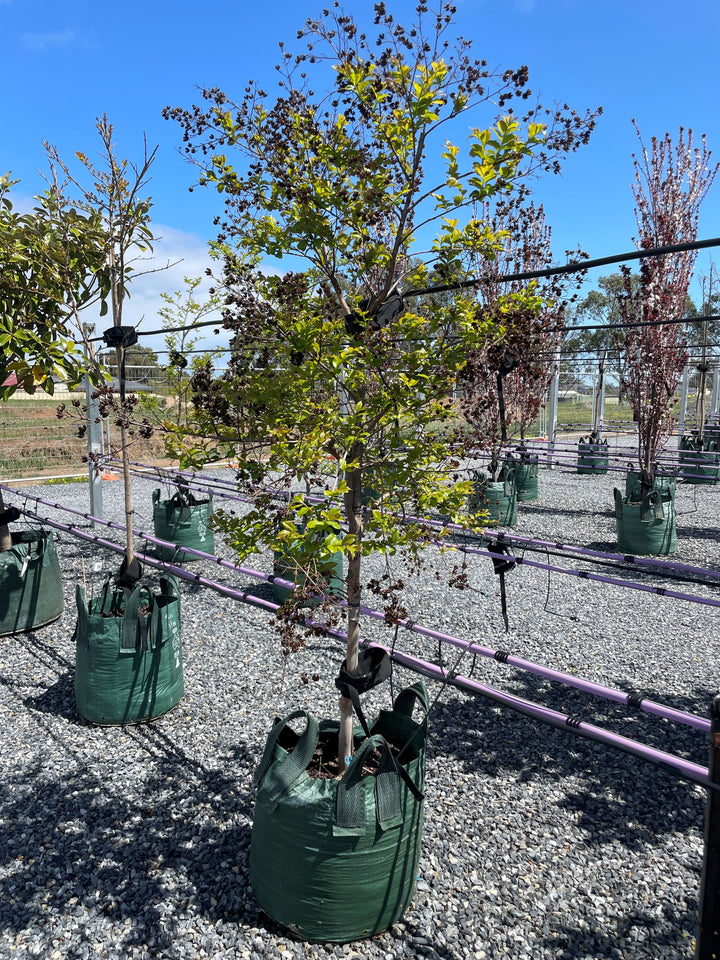 Lagerstroemia Indica 'Natchez'