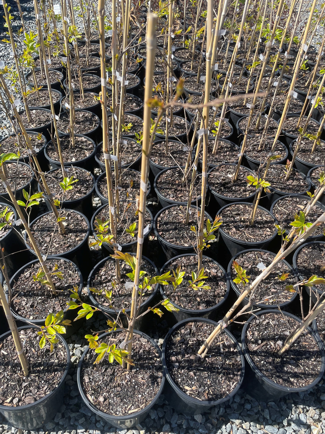 Lagerstroemia Indica 'Natchez'