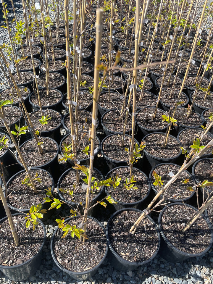 Lagerstroemia Indica 'Natchez'